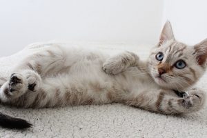 learn german online cat phrases learn german online cat phrases